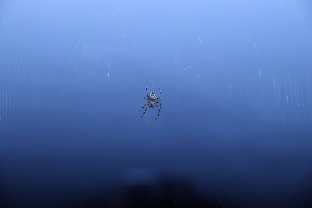Unsorted Pics 8